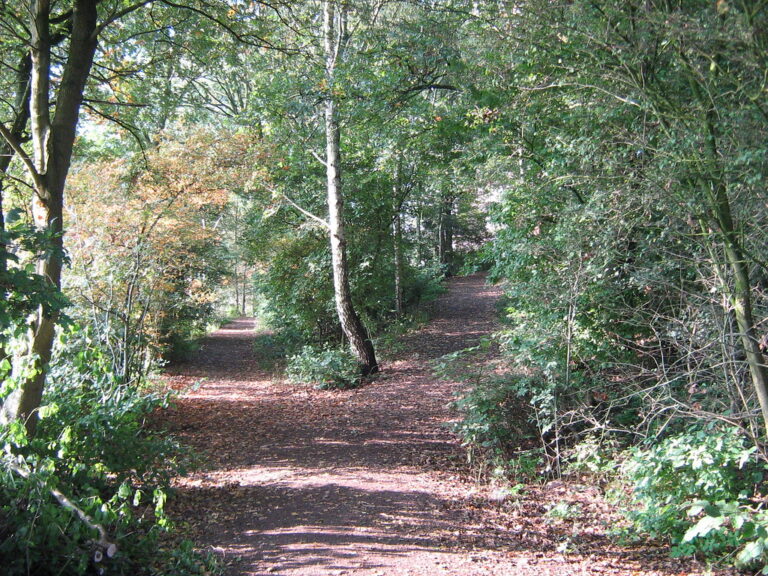 Sunlit walking path winding gently through a lush green forest