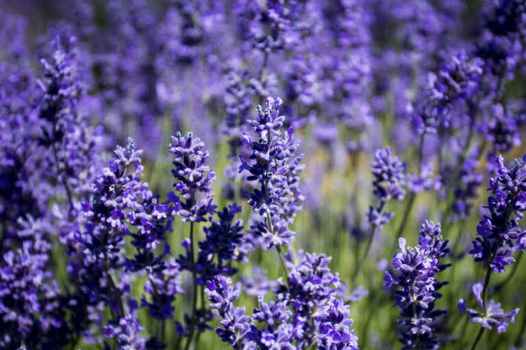 Soft purple lavender flowers blooming in a sunny field