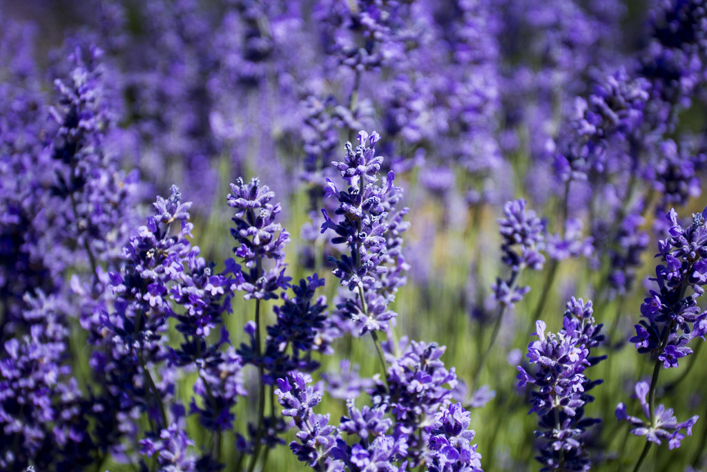 Soft purple lavender flowers blooming in a sunny field