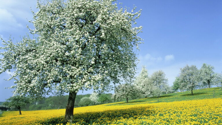 White blossoming tree standing in a sunny green meadow full of yellow wildflowers