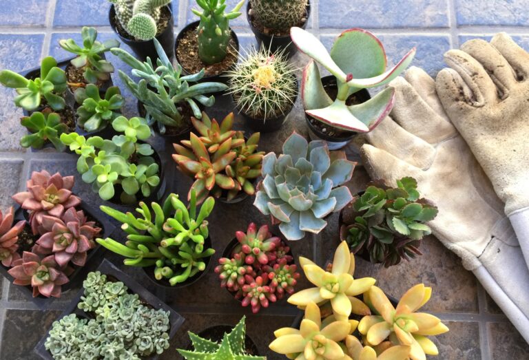 Colorful potted succulents and a pair of gardening gloves arranged on a table