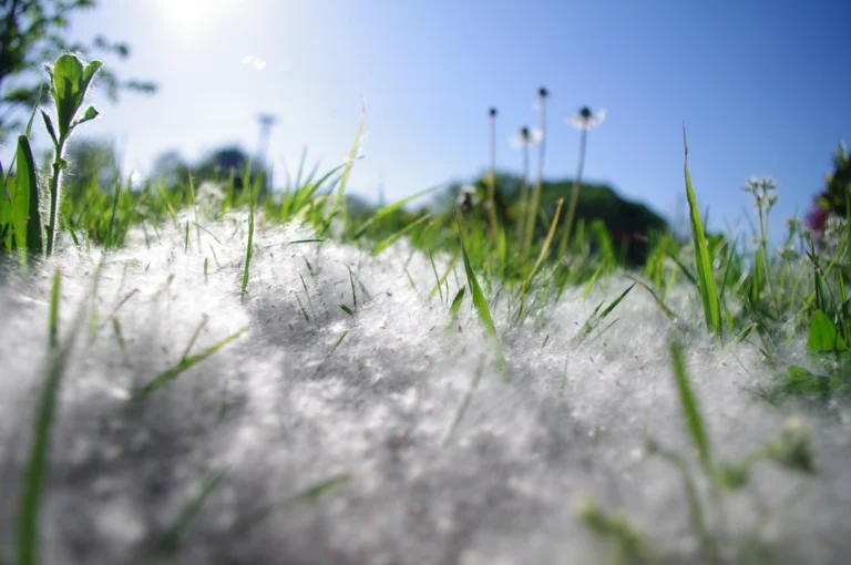 Fluffy white seed heads and green grass in a sunny meadow under a blue sky