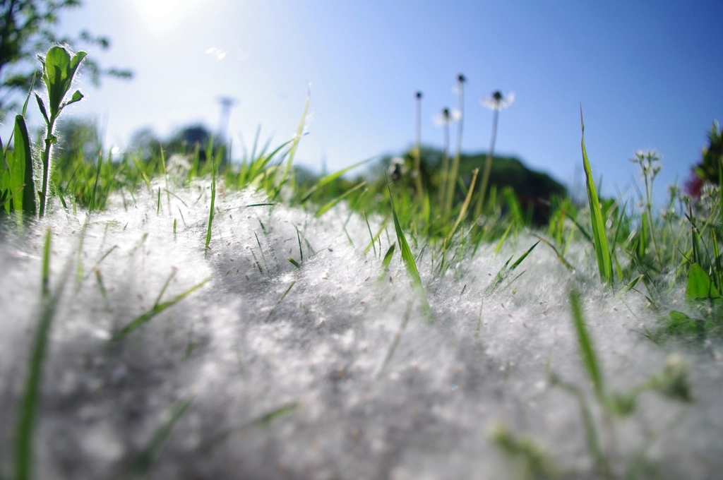 Fluffy white seed heads and green grass in a sunny meadow under a blue sky